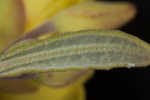 Coastal sand frostweed